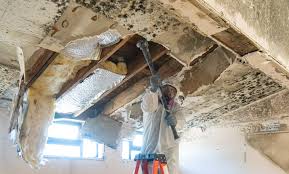 Environmental Consulting for Mold Prevention in Chelsea Cove, NY